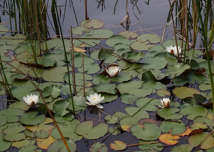 Faedrelandet & Turridning