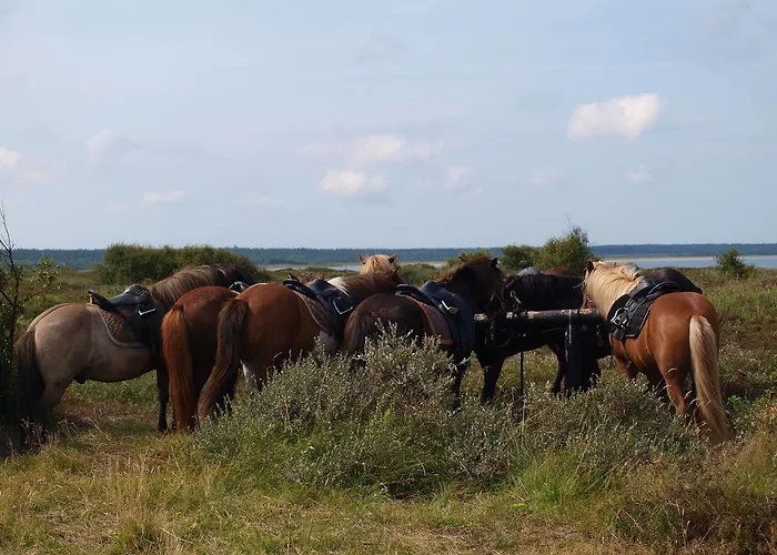 Séjour à la ferme Faedrelandet & Turridning *