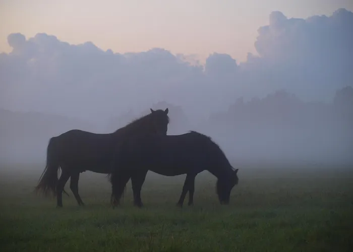 Faedrelandet & Turridning Laeso